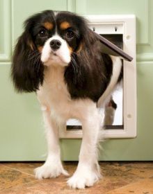 PetSafe Plastic Pet Door - Weather-Resistant, 4 Sizes (Option: Small)